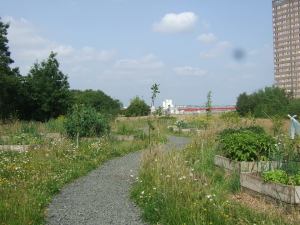 The Malls Mire nature reserve in Glasgow.